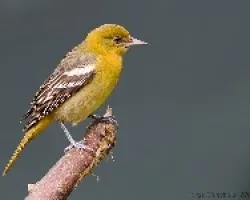 Icterus galbula hembra