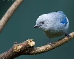 Blue Gray