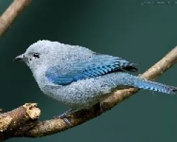 Blue Gray