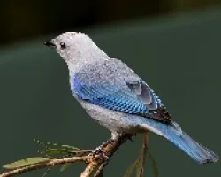 Blue Gray