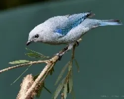 Blue Gray