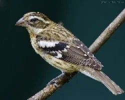 Pheucticus ludovicianus
