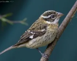 Pheucticus ludovicianus