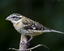 Pheucticus ludovicianus