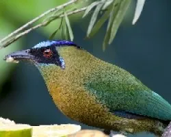 Blue-crowned Motmot