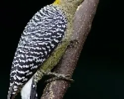 Hoffmann`s Woodpecker macho