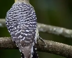 Hoffmann`s Woodpecker hembra