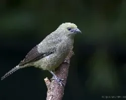 Palm Tanager