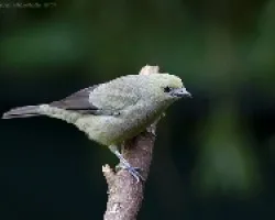 Palm Tanager