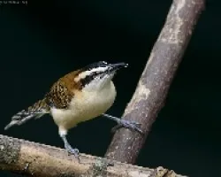 Rufous-naped Wren