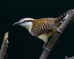 Rufous-naped Wren
