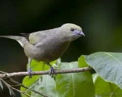 Palm Tanager