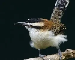 Rufous-naped Wren