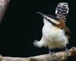 Rufous-naped Wren