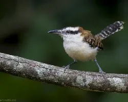 Rufous-naped Wren