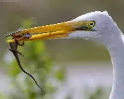 Great Egret