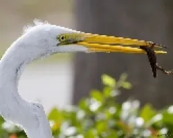 Great Egret