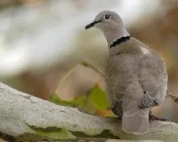 Eurasian collared dove 