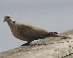 Eurasian collared dove 