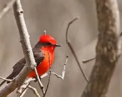 Como una brasa de fuego