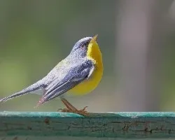 Pitiayumi-Parula pitiayumi