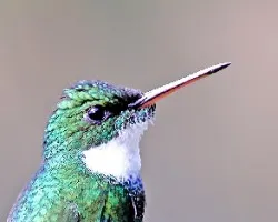 Picaflor Garganta Blanca-Retrato