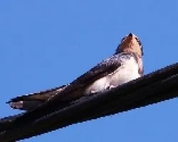 Golondrina