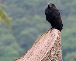 Bajo la lluvia