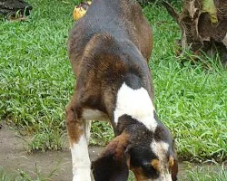 Cazador