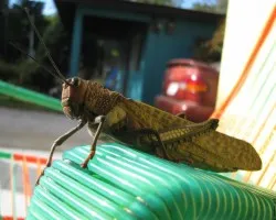 Langosta ??