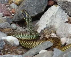 Drymobius margaritiferus