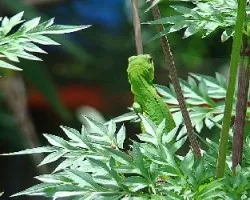 Iguanilla