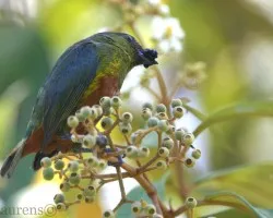 Euphonia gouldi