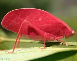 Red Katydid