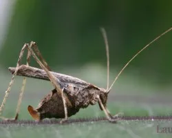 Long legs