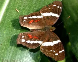 Banded Checkerspot (Anartia fatima)
