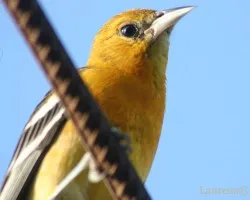 Icterus galbula