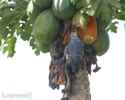 Melanerpes hoffmannii