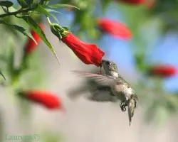 Chlorostilbon canivetii