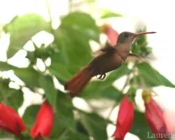 Amazilia rutila