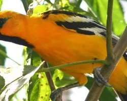 Icterus pustulatus