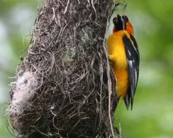 Icterus pustulatus