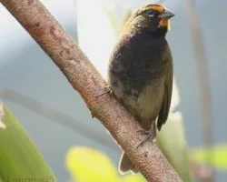 Tiaris olivaceus