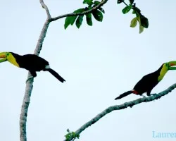 Ramphastos sulfuratus