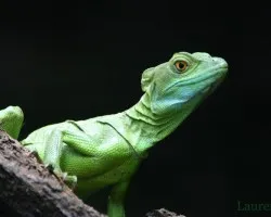 Basiliscus plumifrons