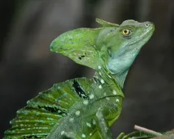 Basiliscus plumifrons
