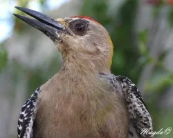 Melanerpes hoffmannii