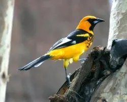 Icterus pectoralis