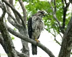 Buteo platypterus