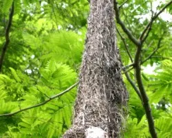 Icterus pectoralis